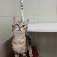 Fergus, chat à adopter