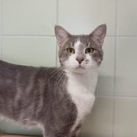 YELLOW, chat à adopter