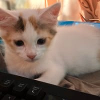 BILLIE, chatte à adopter