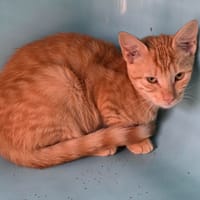BETTY, chatte à adopter