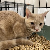 CRANECRUSHER, chat à adopter