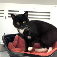 Orion, chat à adopter