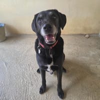 JAP, chien à adopter