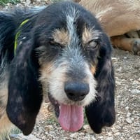 FOLOEIL, chien à adopter