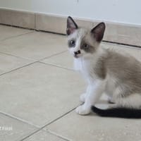 TRISTEPIN, chat à adopter