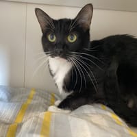 ALVIDA, chatte à adopter