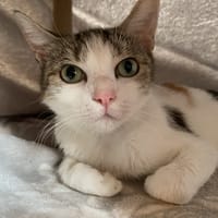 PATATA, chatte à adopter