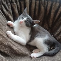 BLOOM, chat à adopter