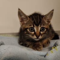 Yzma, chatte à adopter