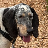 MAUGREY, chien à adopter