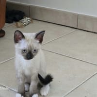 EVANGELYNE, chatte à adopter