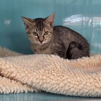 BAILEY, chatte à adopter