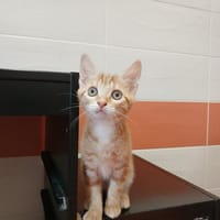 DUCHESSE, chatte à adopter