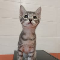 YUKON, chat à adopter