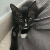 AMELIA, chatte à adopter