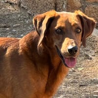 SPECULOOS, chien à adopter