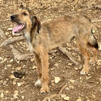 TORUK, chien à adopter