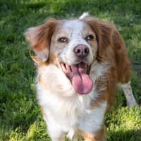 SNOW, chien à adopter