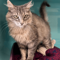 NUAGE, chatte à adopter