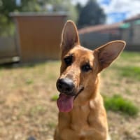 SWEET, chienne à adopter