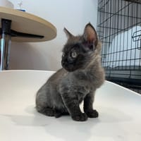VELOURS, chatte à adopter