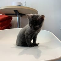 PERLE, chatte à adopter