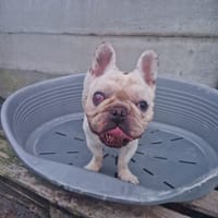 NINO, chien à adopter