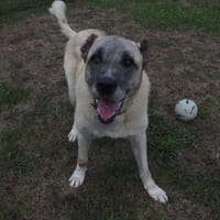 ANATOLE PAA24304, chien à adopter