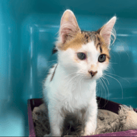 CAPUCINO, chat à adopter