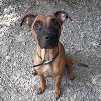 Vaiana, chienne à adopter