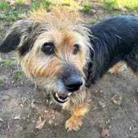 LYLOO, chienne à adopter