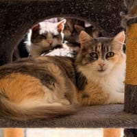 KOLYNA (FIV+), chatte à adopter