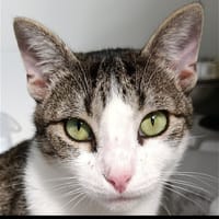Neypale, chat à adopter