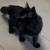 ROSIE, chatte à adopter