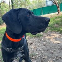 BLACK PEARL, chien à adopter