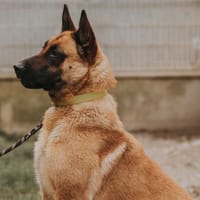 MUZO, chien à adopter