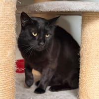 BASTET, chatte à adopter