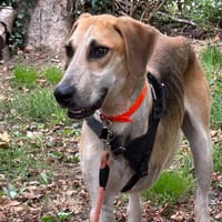 CRAPULE, chien à adopter