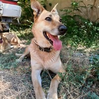 MIA, chienne à adopter