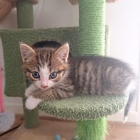 athor, chat à adopter