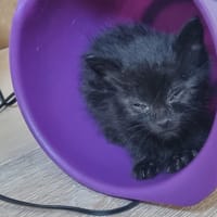bilou, chat à adopter