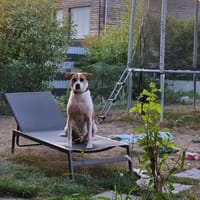 ELLIOT, mâle BERGER CREOLE, né le 25/06/2023 🌜, chien à adopter