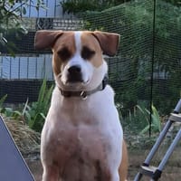 ELLIOT, mâle BERGER CREOLE, né le 25/06/2023 🌜, chien à adopter