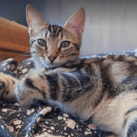 ZIGGY, chat à adopter