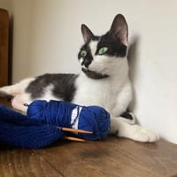 Juliette, chatte à adopter