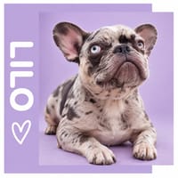 Lilo, female dog to adopt