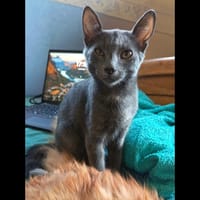 GRISOU, chat à adopter
