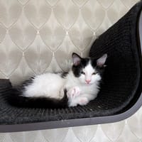 Volt, katers ter adoptie
