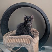 Luman, poezen ter adoptie