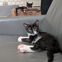 Hertz, katers ter adoptie
